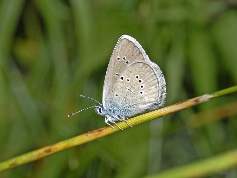 Un piccolo licenide grigiastro da identificare - Cyaniris semiargus